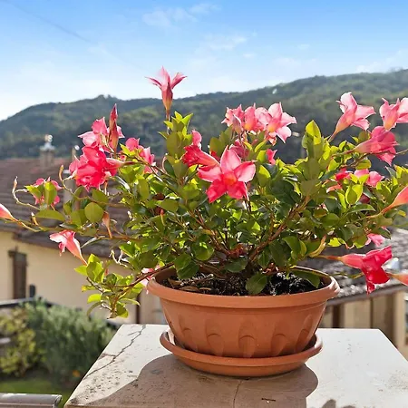Apartment Le Peonie - Celestino *